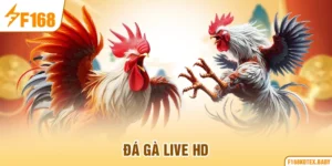 Đá gà live HD