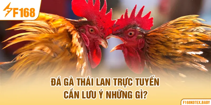 Đá gà Thái Lan trực tuyến cần lưu ý những gì?